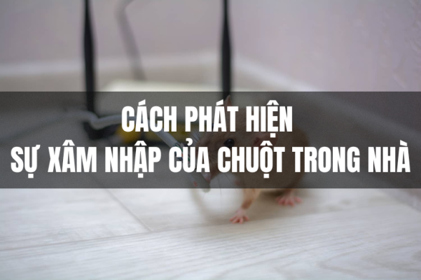 Cách phát hiện sự xâm nhập của chuột trong nhà